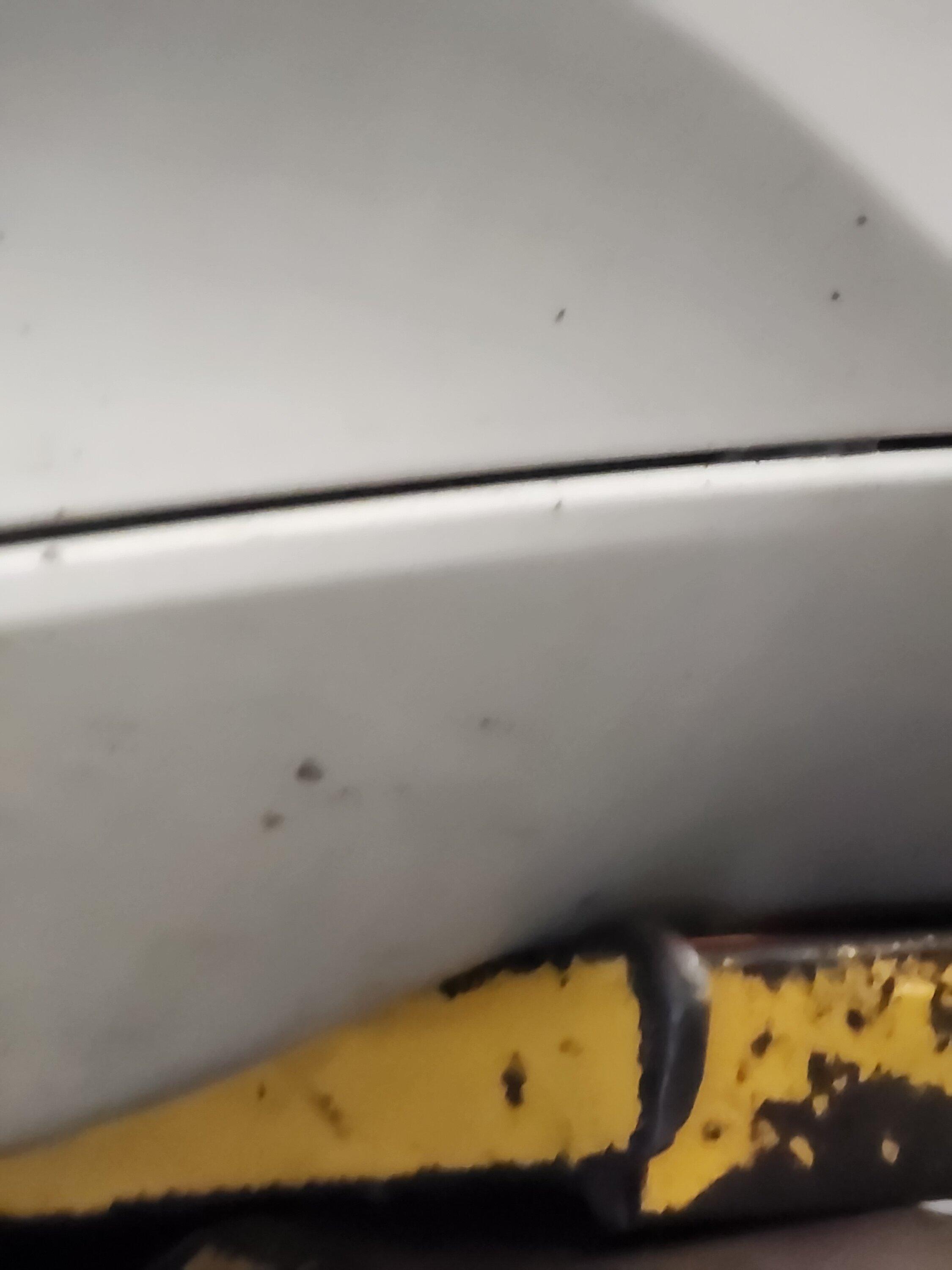 11th Gen Honda Civic PPF was supposed to minimize chips 20230311_103526