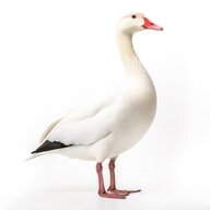 gosling